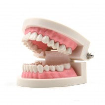 tooth Model